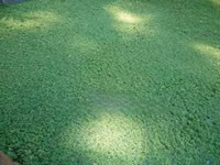 Azolla Seeds - 2000 Ml - Learn How to Grow Azolla From Us — zdjęcie 3