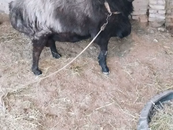 Ram, Sheep
