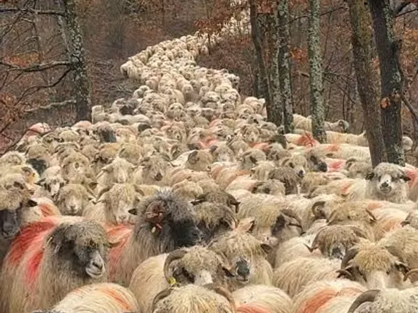 Schaap, Schapen