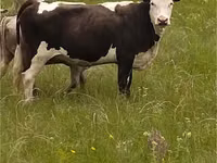 Cow, Simmental cattle — photo 3