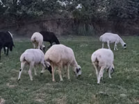 قوچ, گوسفند — عکس 2