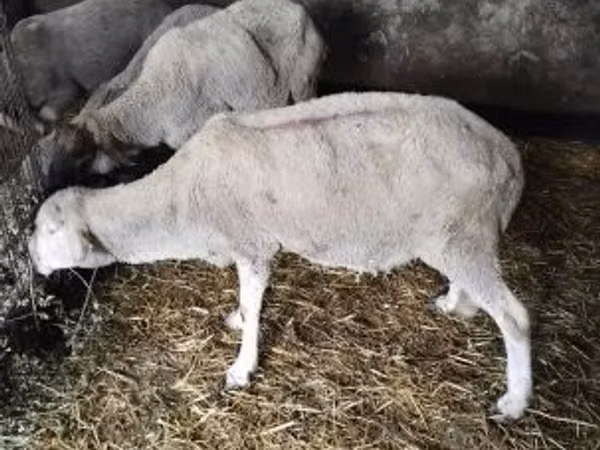 Ram, Sheep — Hungary