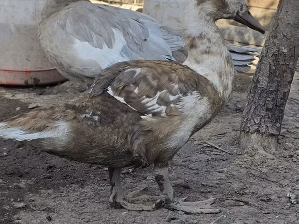 ڈومیسٹک مسکووی — کرغزستان