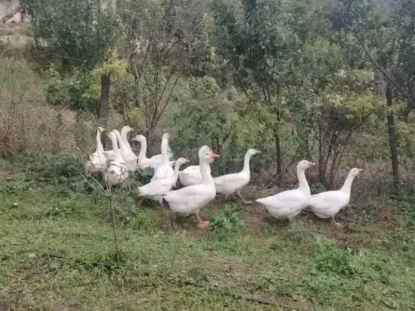 Geese — Armenia