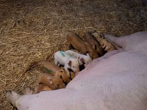 Sow, Pigs — Hungary