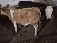 گاو نر, Simmental cattle — عکس 1
