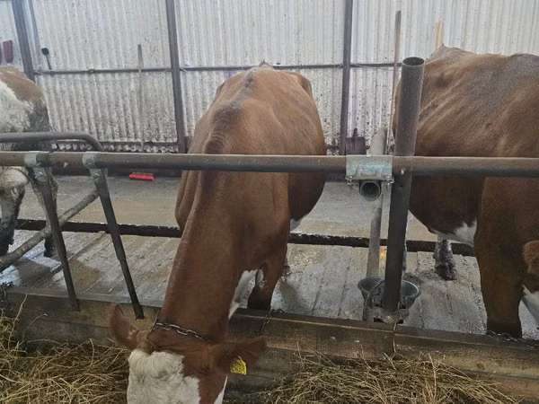 Mucca, Simmental cattle