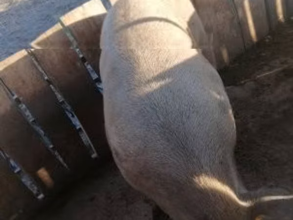 Boar, 