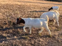 ፍየል, Boer goat — ፎቶ 3