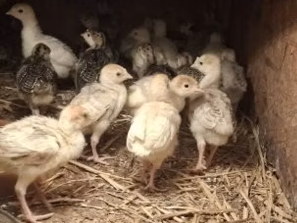Turkeys — ሀንጋሪ