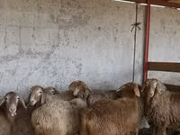 Ido, Sheep — sawirka 1