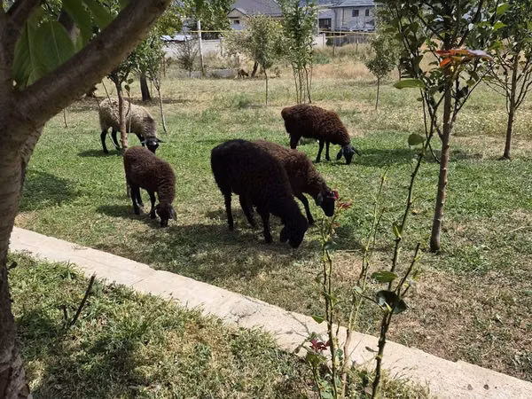 Sheep, Edilbay sheep — Kazakhstan
