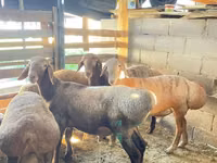 قوچ, Rhon sheep — عکس 8