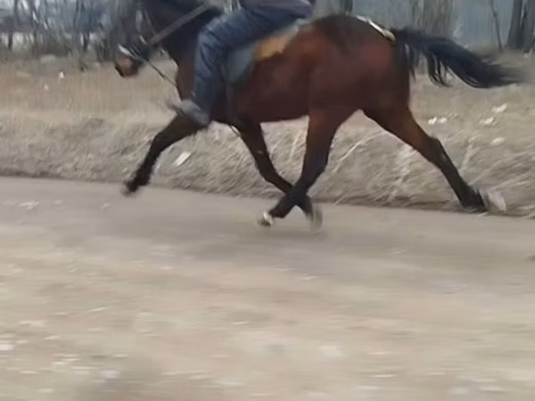 Kuda jantan, Horses — Kyrgyzstan