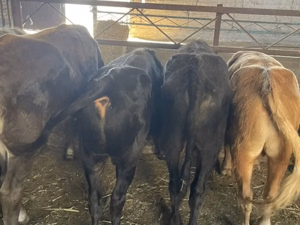 Bull, Cattle — Kyrgyzstan
