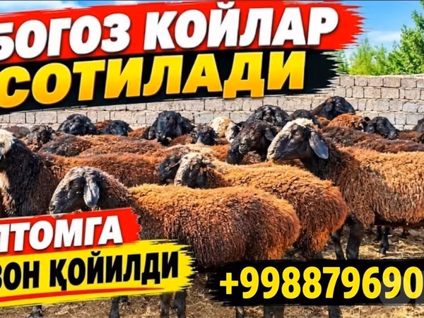 Ovca, Овце
