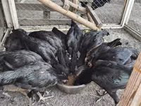 Chickens — 6 зураг