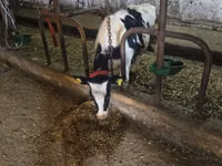 Bull, Russian Black pied cattle — photo 1
