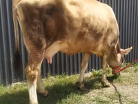 Krava, Swiss cattle — foto 5