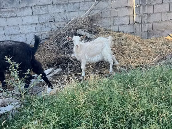 Kambing betina, Goats — Kyrgyzstan