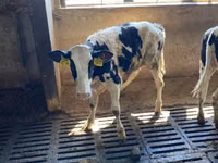 母牛, Holstein breed — 照片 1