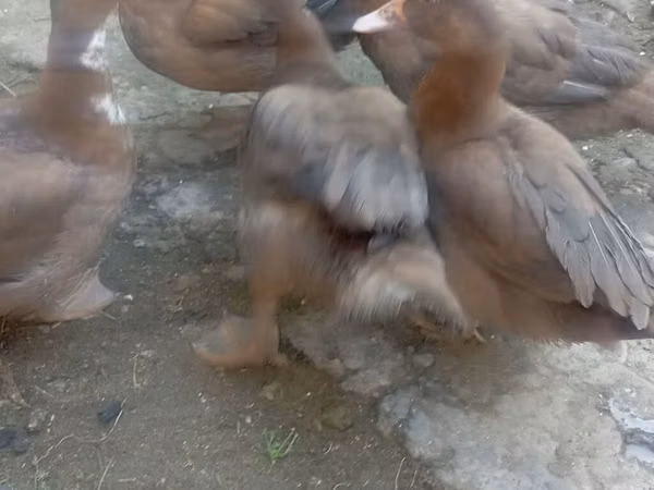 Ducks
