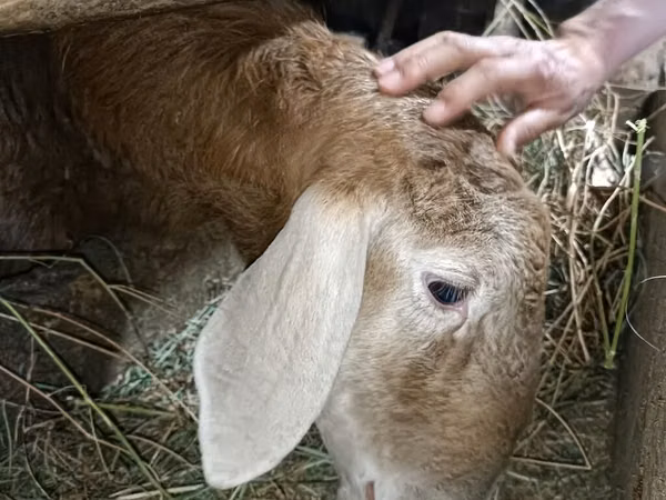 Ram, Arashan sheep — Kyrgyzstan