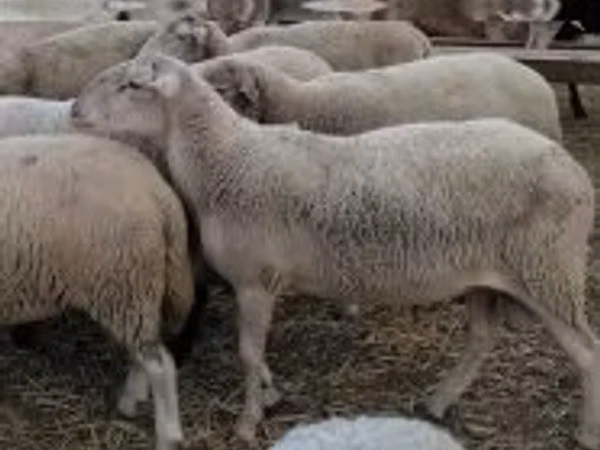 Ram, Sheep — Hungary