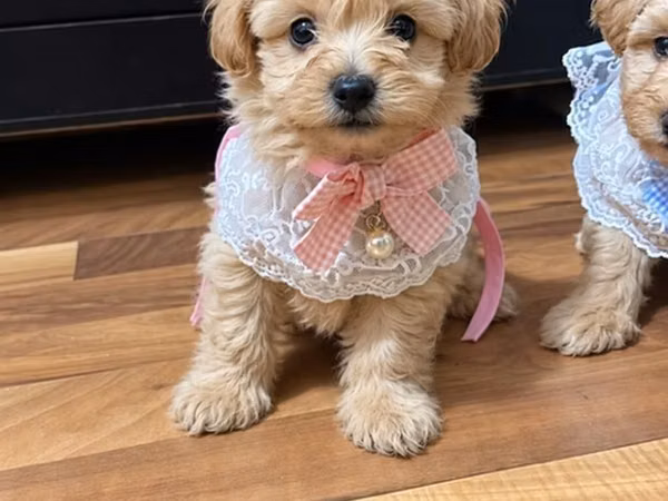 Maltipoo balası satılır Wp aktıvdı peyvendı vurulub Qurt dermanı