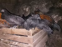 Japanese Bantam — photo 2