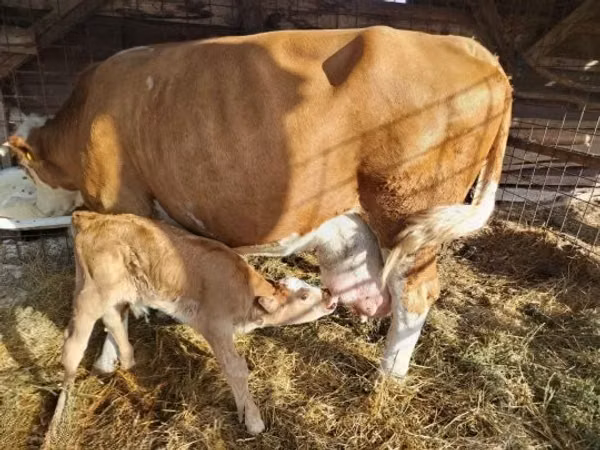 Bull, Limousin cow — Hungary