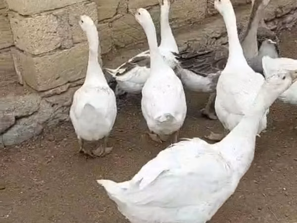 Geese — Азербайджан