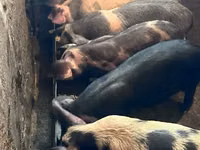Boar, Pigs — photo 1
