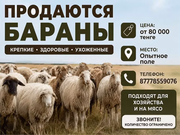 Beran, Ovce — Kazachstán