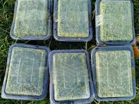 Azolla for Replanting - 2000 Ml — zdjęcie 1