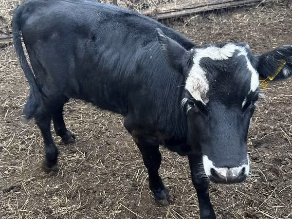 गाय, Russian Black pied cattle
