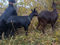 Kambing betina, Murcia-Granada goats — foto 5