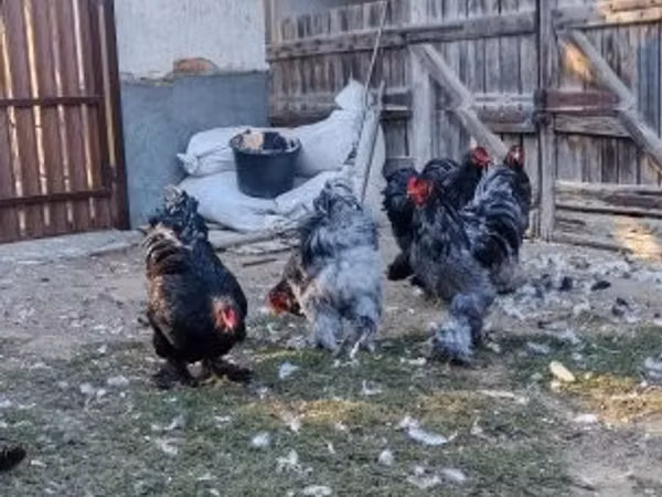 Brahma — Hungary