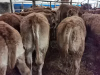 Cattle (batch, sex not specified), Hereford — photo 5