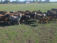 Ram, Sheep — photo 2