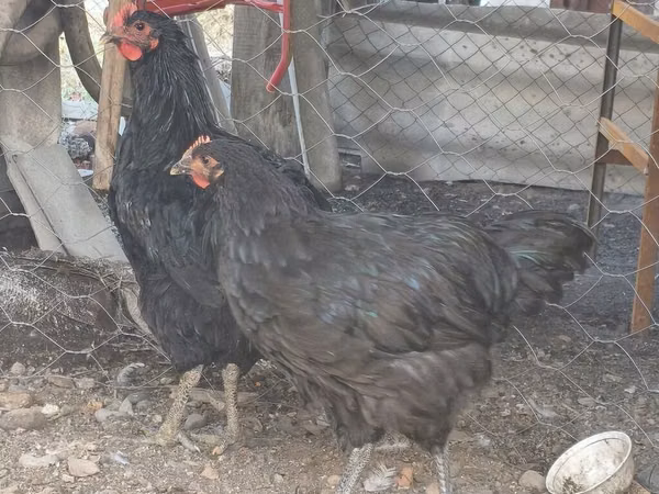 Jersey Giant