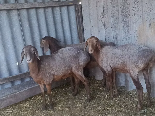 Sheep, Arashan sheep — Kyrgyzstan