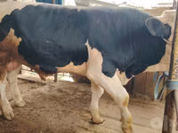 Bull, Simmental cattle — photo 3