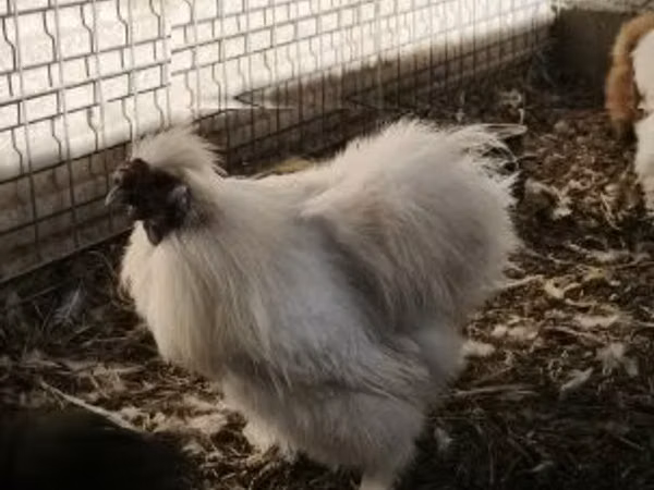 سیلکی