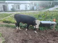 Tyre, Simmental cattle — foto 4