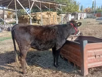 雌牛, Swiss cattle — 写真 3