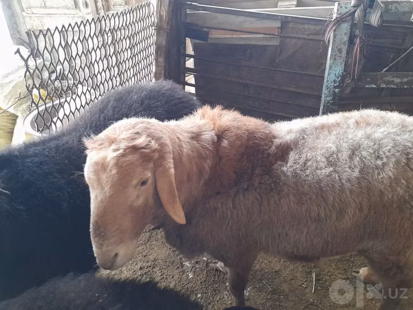 Ram, Sheep — Uzbekistan