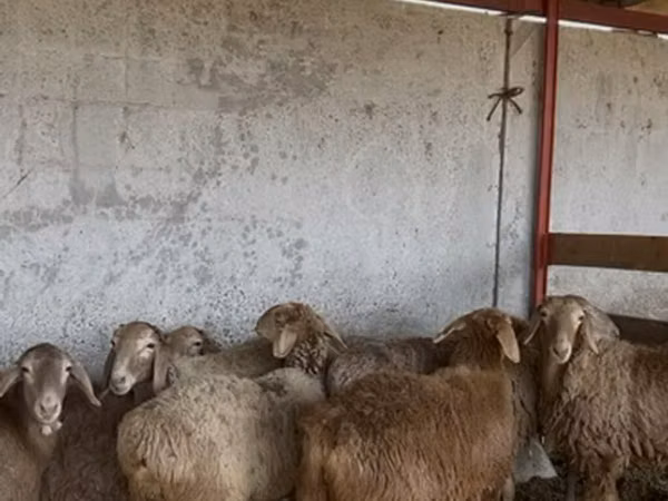 میش, گوسفند
