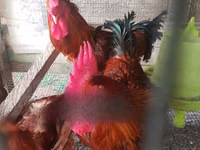 Chickens — foto 7
