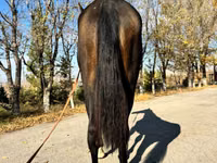 Mare, Akhal-Teke — photo 4